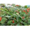 Buy cheap Green Nylon Anti Bird Net UV Resistant Netting For Crops And Gardens from wholesalers
