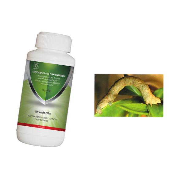 Organic Planting Tea Geometrid Tea Caterpillar Target Pests Killing Tea Farm