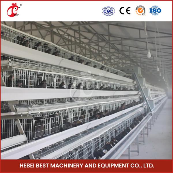 Poultry Q235 Steel Wire Chicken Battery Cage With Automatic Drinker Accessories