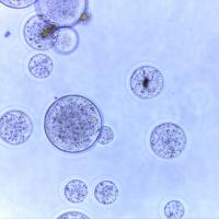 Buy cheap 150 μm Magnetic Beads Protein Purification 10% Volume Ratio 5 mL product