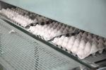 Chicken Box Making Machine Pulp Molding Machine , Egg Tray Production Line