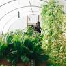 Buy cheap Agriculture Plants Growing Farming Polyethylene Film Single Span Tunnel Plastic Greenhouse from wholesalers