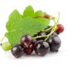 Buy cheap Dried black currant p.e 5%-25% for HPLC from wholesalers