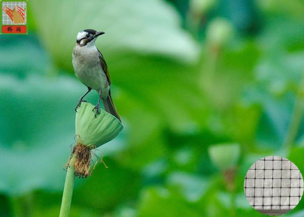 Buy cheap Garden Plastic Bird Netting UV Stabilised , Square Plastic Bird Mesh Black Color from wholesalers