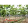 Buy cheap UV-Resistant Anti-Aging FRP Fiberglass Garden Support Stakes High Strength Corrosion-Resistant Replace Wood/Metal from wholesalers
