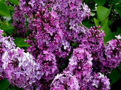 Buy cheap Syzygium aromaticum extract volatile oil 10:1 Yellow brown powder, adopted for abdominal pain, headache from wholesalers