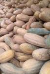 IQF Frozen Pumpkin, blanched, variety of Miben
