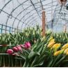 Buy cheap Customizable Hydroponic System for Vegetables and Flowers Tailored to Meet Your Needs from wholesalers