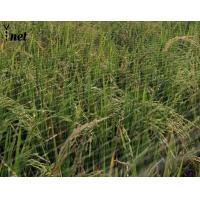 Buy cheap Corrosion Resistant HDPE Bird Netting Transparent Agricultural Mesh Netting 10m product