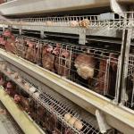 Hot Galvanized Egg Laying Cage Poultry Farming Equipment Manual Chicken Layer