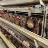 Buy cheap Poultry Cage Chicken Layer Chickens Cage For Farm Layer Chickens Battery Cages Poultry Chicken Layer from wholesalers