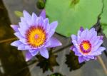 Nymphaea Caerulea Flower Powder Blue Lotus Organic Herbal Extracts