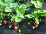 Anti UV sunshade agricultural nonwoven fabric, Agricultural pp spunbond nonwoven