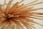 Disposable Rice Make Wheatbpa Free Reusable Straws Biodegradable Edible No