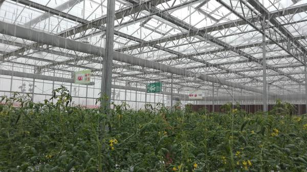 Buy cheap Plastic Film Tomato Plant Greenhouse Span Width 9.6 / 10.8 / 12m Easy Assemble from wholesalers