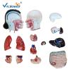 Buy cheap Teaching Hospital Precision Anatomical Torso Model 42cm Male Torso 3d 13 Parts from wholesalers
