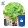 Buy cheap Cas 8007 11 2 Wild Oregano oil organic 100% pure natural bulk With High Concentrate Carvacrol from wholesalers