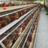 Buy cheap Cheap Automated Battery Cage System Hot Galvanized 25 Lifespan 450cm2 In Nigeria Emily from wholesalers