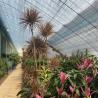 Buy cheap US Currency Multi Span Vegetable Film Greenhouse System for Sunlight and Strawberry Flower from wholesalers