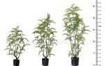 OEM ODM Plastic Fern Plants 100% Botanically Accurate Structure Waterproof