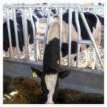 Anti Corrosion Thickness 3mm Cow Head Lock Dairy Feeding Equipment