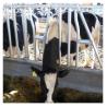 Buy cheap 20 Sets Farm Machinery Dairy Cow Headlocks Farm Machinery Equipment from wholesalers