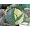 Buy cheap Clean Healthy Fresh Green Cabbage Own Plantation Supply To Supermarket from wholesalers