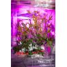 Buy cheap 80 CRI full spectrum CXB3590 PPFD CL US Bridgelux Cob Led from wholesalers