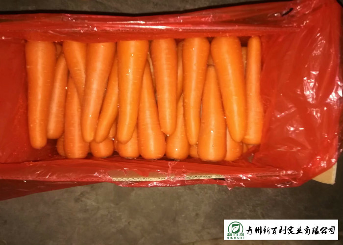 Immune Function Fresh Organic Carrots Enhance Good For Body Health