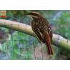 Buy cheap Black Color Anti Bird Garden Mesh Netting , Bird Proof Netting For Fruit Trees from wholesalers
