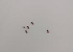 Buy cheap 0.5W Small Surface Mount Zener Diode Saving Space BZM55C2V0 - BZM55C75 from wholesalers