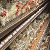 Buy cheap Q235B Galvanized Steel Structure Poultry House Bolts Connection Steel Chicken Houses from wholesalers