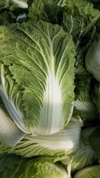 Buy cheap Good Taste Organic Chinese Cabbage Rich In Vitamin C No Fleck Scar from wholesalers