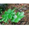 Buy cheap pure Picropodophyllotoxin 98%, CAS No.: 477-47-4, natural IGF-1R inhibitor, manufacturer, Shaanxi Yongyuan Bio from wholesalers