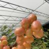 Buy cheap Customization Hydroponics Sunlight Greenhouse for Commercial Vegetable Production Seeding from wholesalers