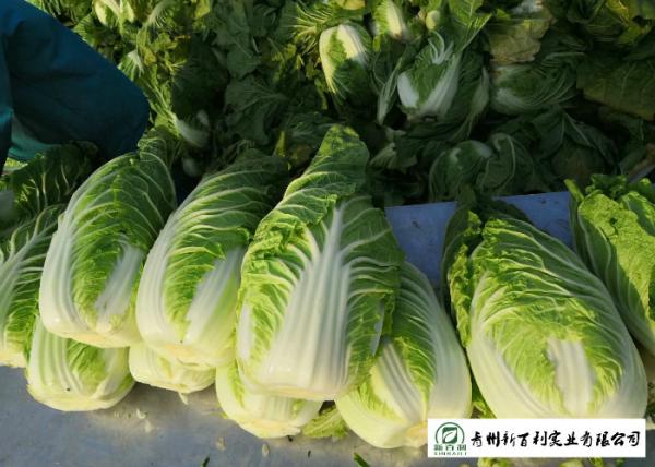 Buy cheap Salad Factory Chinese Cabbage Plant No Pollution Delicious Cold Resistance from wholesalers