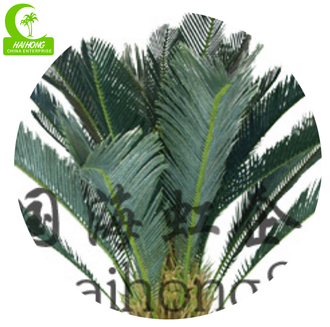 SAGO PALM