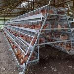Buy cheap A Type Stainless Steel Chicken Cage Hot Galvanized Or Cold Galvanized from wholesalers