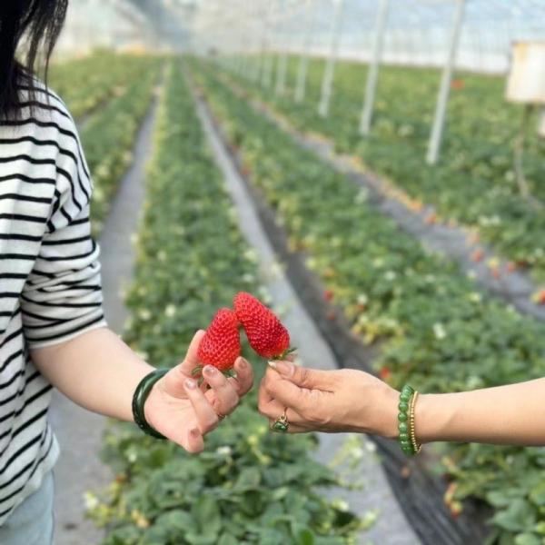 Buy cheap Origin Multi-Span Film Agricultural Greenhouse for Your Agricultural Business from wholesalers