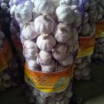 China fresh garlic export to Algeria by Pioneer garlic group with 10kg mesh bag