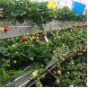 Buy cheap Strawberry Plant Greenhouse Poly Film Tunnel Arch Plastic Film from wholesalers
