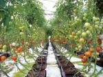 Expertise Hydroponics Aeroponics & Aquaponics System Consultancy Mentoring