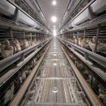 4 Tiers Chicken Egg Layer Battery Cage For Tanzania Poultry Farm Automatic Q235