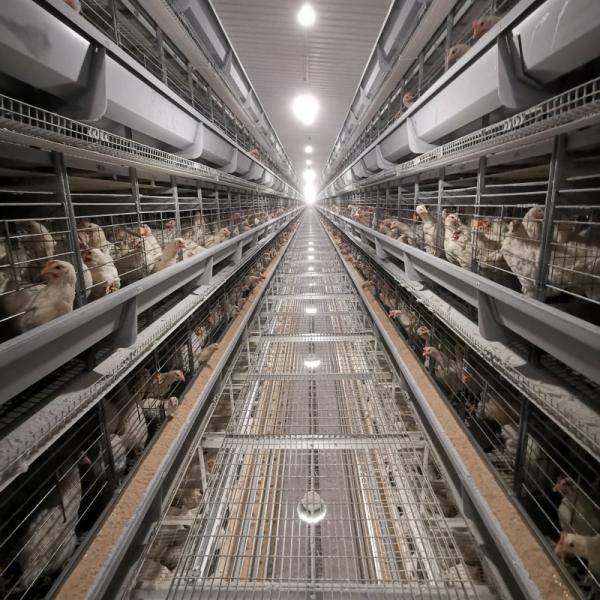 Buy cheap Chicken Closed House Battery Cage System Automatic Poultry Equipment in Tanzania from wholesalers