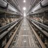 Buy cheap 4 Tiers Chicken Egg Layer Battery Cage For Tanzania Poultry Farm from wholesalers