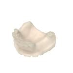Elite Grade Opposite Jaw Model Resin Dental