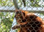 Knotted Or Ferrule Type Stainless Steel Aviary Mesh Diamond For Animal Enclosure