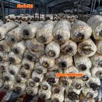 Plastic Film and Shade Net Mushroom Farm Greenhouses Hot Galvanized Steel