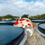 Waterproof Industrial Design Style LLDPE Geomembrane Liners for Aquaculture