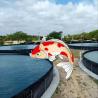 Buy cheap Industrial Design Style Geomembranes The Preferred Geomembranes for Fish Pond Liners from wholesalers